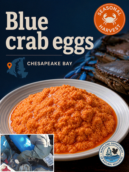 Maryland-Chesapeake Bay blue crab eggs-MHW